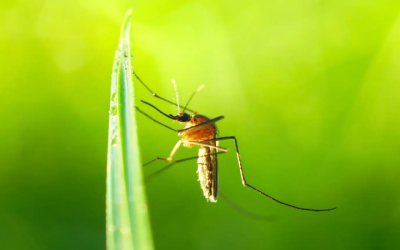 The Best Mosquito Service in Sellersburg, IN, Makes Your Life a Lot Better