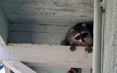 Choosing the Right Company for Raccoon Removal in Fayetteville, GA, Isn’t as Difficult as it Seems