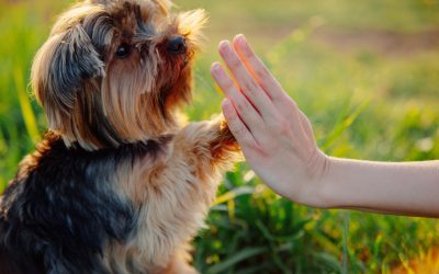 Expert Puppy Training in Boca Raton FL: Essential Tips for New Owners