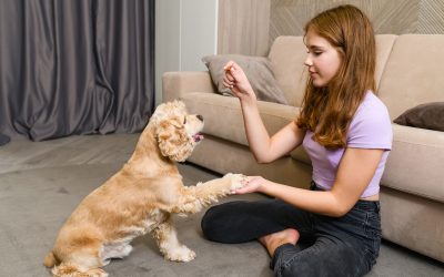 Unleash Better Behavior with Dog Training Santa Clara County CA Solutions That Work Fast