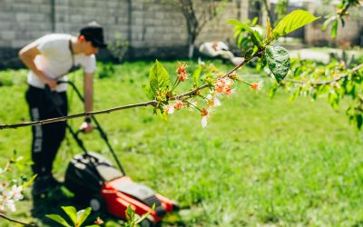 Keep Your Grounds Lush by Choosing the Right Commercial Grass Seed Spreader