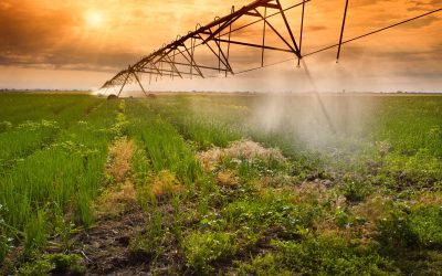 Improve Your Ranch Productivity With Herbicides For Pastures That Target Invasive Weeds